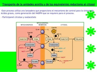 Transporte de la unidades acetilo y de los equivalentes reductores al citosol

-Este proceso utiliza una lanzadera que proporciona el mecanismo de control para la síntesis de
ácidos grasos, como generación del NADPH que se requiere para el proceso.
- Participanel citratao y oxalacetato
 