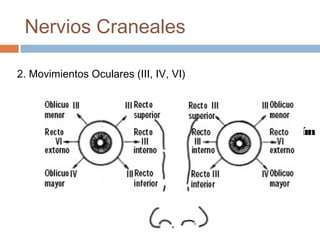 Clase 18 Evaluacion Pares Craneales Nervio Facial PPT Clase 18 Evaluacion Pares Craneales Nervio Facial PPT