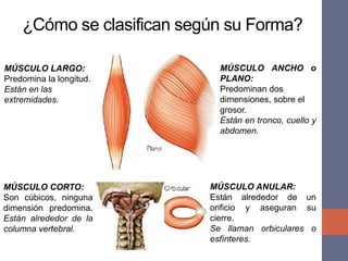 ¿Cómo se clasifican según su Forma?
MÚSCULO LARGO:
Predomina la longitud.
Están en las
extremidades.
MÚSCULO ANCHO o
PLANO:
Predominan dos
dimensiones, sobre el
grosor.
Están en tronco, cuello y
abdomen.
MÚSCULO CORTO:
Son cúbicos, ninguna
dimensión predomina.
Están alrededor de la
columna vertebral.
MÚSCULO ANULAR:
Están alrededor de un
orificio y aseguran su
cierre.
Se llaman orbiculares o
esfínteres.
 