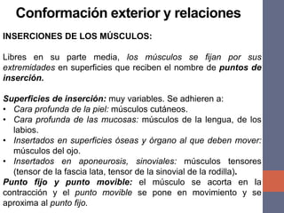 INSERCIONES DE LOS MÚSCULOS:
Libres en su parte media, los músculos se fijan por sus
extremidades en superficies que reciben el nombre de puntos de
inserción.
Superficies de inserción: muy variables. Se adhieren a:
• Cara profunda de la piel: músculos cutáneos.
• Cara profunda de las mucosas: músculos de la lengua, de los
labios.
• Insertados en superficies óseas y órgano al que deben mover:
músculos del ojo.
• Insertados en aponeurosis, sinoviales: músculos tensores
(tensor de la fascia lata, tensor de la sinovial de la rodilla).
Punto fijo y punto movible: el músculo se acorta en la
contracción y el punto movible se pone en movimiento y se
aproxima al punto fijo.
Conformación exterior y relaciones
 