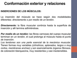 INSERCIONES DE LOS MÚSCULOS:
La inserción del músculo se hace según dos modalidades
diferentes: directamente o por medio de un tendón.
Directamente: la fibra muscular continúa hasta la superficie de
inserción y allí termina adhiriéndose.
Por medio de un tendón: las fibras carnosas del cuerpo muscular
terminan en un tendón, el cual prolonga al músculo hasta el punto
de inserción.
Los tendones son una parte esencial de la mecánica muscular.
Tienen formas muy variables (cilíndricos, aplanados, largos o muy
cortos, membranas anchas) y son esencialmente órganos fibrosos,
de coloración blanquecina, muy resistentes y casi inextensibles.
Conformación exterior y relaciones
 