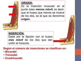 ORIGEN:
Es la inserción muscular en el
punto óseo menos móvil; es decir,
que el hueso que menos se mueve
de los dos, es el que se denomina
origen.
INSERCIÓN:
Dada por la fijación con el hueso
más móvil de los dos que dan
unión al músculo.
Según el número de inserciones se clasifican en:
• Bicaudal.
• Tricaudal.
• Cuadricaudal.
 