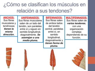 ¿Cómo se clasifican los músculos en
relación a sus tendones?
UNIPENNADOS:
Sus fibras musculares
salen de un lado del
tendón, son paralelas
entre sí y siguen en
sentido longitudinal,
diagonalmente. Se
asemejan a una
media pluma.
BIPENNADOS:
Sus fibras salen
de ambos lados
del tendón
central, paralelas
entre sí, en
sentido
longitudinal,
diagonalmente y
tienen forma de
pluma.
MULTIPENNADOS:
Sus fibras salen de
varios tendones,
con una
organización
compleja
dependiendo de su
función.
ANCHOS:
Sus fibras
musculares y
tendinosas
tienen la
misma
dirección.
 
