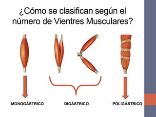 ¿Cómo se clasifican según el
número de Vientres Musculares?
MONOGÁSTRICO DIGÁSTRICO POLIGÁSTRICO
 