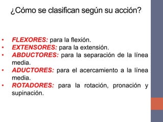 ¿Cómo se clasifican según su acción?
• FLEXORES: para la flexión.
• EXTENSORES: para la extensión.
• ABDUCTORES: para la separación de la línea
media.
• ADUCTORES: para el acercamiento a la línea
media.
• ROTADORES: para la rotación, pronación y
supinación.
 