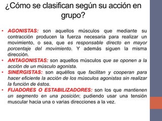 ¿Cómo se clasifican según su acción en
grupo?
• AGONISTAS: son aquellos músculos que mediante su
contracción producen la fuerza necesaria para realizar un
movimiento, o sea, que es responsable directo en mayor
porcentaje del movimiento. Y además siguen la misma
dirección.
• ANTAGONISTAS: son aquellos músculos que se oponen a la
acción de un músculo agonista.
• SINERGISTAS: son aquéllos que facilitan y cooperan para
hacer eficiente la acción de los músculos agonistas sin realizar
la función de éstos.
• FIJADORES O ESTABILIZADORES: son los que mantienen
un segmento en una posición; pudiendo usar una tensión
muscular hacia una o varias direcciones a la vez.
 