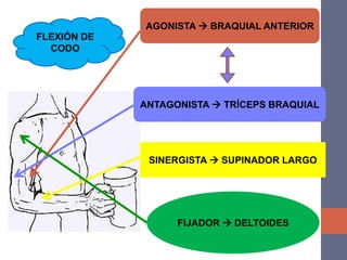AGONISTA  BRAQUIAL ANTERIOR
ANTAGONISTA  TRÍCEPS BRAQUIAL
SINERGISTA  SUPINADOR LARGO
FIJADOR  DELTOIDES
FLEXIÓN DE
CODO
 