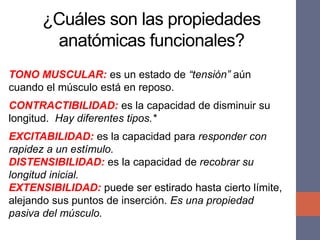 ¿Cuáles son las propiedades
anatómicas funcionales?
TONO MUSCULAR: es un estado de “tensión” aún
cuando el músculo está en reposo.
CONTRACTIBILIDAD: es la capacidad de disminuir su
longitud. Hay diferentes tipos.*
EXCITABILIDAD: es la capacidad para responder con
rapidez a un estímulo.
DISTENSIBILIDAD: es la capacidad de recobrar su
longitud inicial.
EXTENSIBILIDAD: puede ser estirado hasta cierto límite,
alejando sus puntos de inserción. Es una propiedad
pasiva del músculo.
 