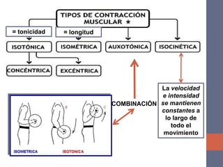 COMBINACIÓN
La velocidad
e intensidad
se mantienen
constantes a
lo largo de
todo el
movimiento
= tonicidad = longitud
*
 