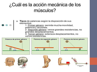 ¿Cuál es la acción mecánica de los
músculos?
 
