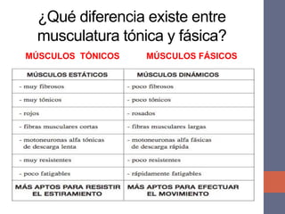 ¿Qué diferencia existe entre
musculatura tónica y fásica?
MÚSCULOS TÓNICOS MÚSCULOS FÁSICOS
 