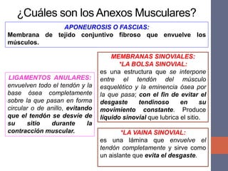 ¿Cuáles son los Anexos Musculares?
APONEUROSIS O FASCIAS:
Membrana de tejido conjuntivo fibroso que envuelve los
músculos.
MEMBRANAS SINOVIALES:
*LA BOLSA SINOVIAL:
es una estructura que se interpone
entre el tendón del músculo
esquelético y la eminencia ósea por
la que pasa; con el fin de evitar el
desgaste tendinoso en su
movimiento constante. Produce
líquido sinovial que lubrica el sitio.
*LA VAINA SINOVIAL:
es una lámina que envuelve el
tendón completamente y sirve como
un aislante que evita el desgaste.
LIGAMENTOS ANULARES:
envuelven todo el tendón y la
base ósea completamente
sobre la que pasan en forma
circular o de anillo, evitando
que el tendón se desvíe de
su sitio durante la
contracción muscular.
 