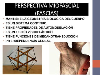 PERSPECTIVA MIOFASCIAL
(FASCIAS)
• MANTIENE LA GEOMETRÍA BIOLÓGICA DEL CUERPO
• ES UN SISTEMA CONTINUO
• TIENE PROPIEDADES DE AUTOMODELACIÓN
• ES UN TEJIDO VISCOELÁSTICO
• TIENE FUNCIONES DE MECANOTRANSDUCCIÓN
• INTERDEPENDENCIA GLOBAL
 