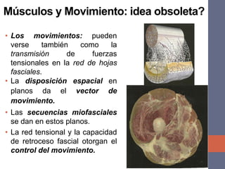 Músculos y Movimiento: idea obsoleta?
• Los movimientos: pueden
verse también como la
transmisión de fuerzas
tensionales en la red de hojas
fasciales.
• La disposición espacial en
planos da el vector de
movimiento.
• Las secuencias miofasciales
se dan en estos planos.
• La red tensional y la capacidad
de retroceso fascial otorgan el
control del movimiento.
 