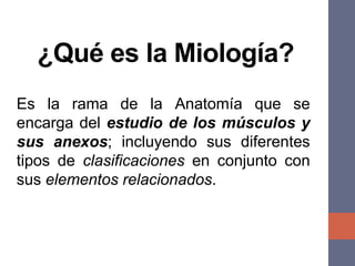 ¿Qué es la Miología?
Es la rama de la Anatomía que se
encarga del estudio de los músculos y
sus anexos; incluyendo sus diferentes
tipos de clasificaciones en conjunto con
sus elementos relacionados.
 
