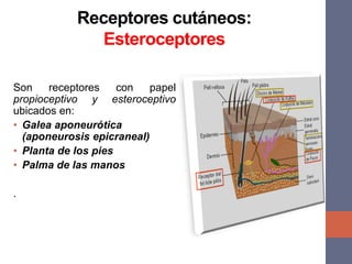 Receptores cutáneos:
Esteroceptores
Son receptores con papel
propioceptivo y esteroceptivo
ubicados en:
• Galea aponeurótica
(aponeurosis epicraneal)
• Planta de los pies
• Palma de las manos
.
 