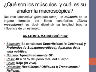 ¿Qué son los músculos y cuál es su
anatomía macroscópica?
Del latín “musculus” (pequeño ratón), un músculo es un
órgano formado por fibras contráctiles (fibras
musculares), es decir disminuir su longitud bajo la
influencia de un estímulo.
ANATOMÍA MACROSCÓPICA:
• Situación: Se consideran Superficiales (o Cutáneos) y
Profundos (o Subaponeuróticos), Aparatos de la
vida nutritiva.
• Número: Aproximadamente 501.
• Peso: 40 a 50 % del peso total del cuerpo.
• Color: Rojo (in vivo).
• Dirección: Rectilíneos / Oblicuos o Transversos /
Reflejos.
 