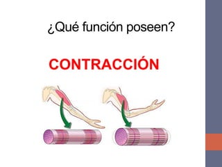 ¿Qué función poseen?
CONTRACCIÓN
 