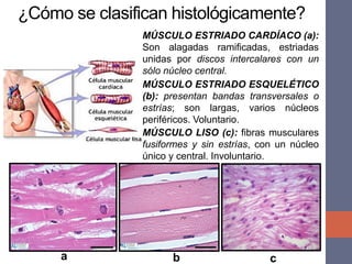 ¿Cómo se clasifican histológicamente?
MÚSCULO LISO (c): fibras musculares
fusiformes y sin estrías, con un núcleo
único y central. Involuntario.
MÚSCULO ESTRIADO ESQUELÉTICO
(b): presentan bandas transversales o
estrías; son largas, varios núcleos
periféricos. Voluntario.
MÚSCULO ESTRIADO CARDÍACO (a):
Son alagadas ramificadas, estriadas
unidas por discos intercalares con un
sólo núcleo central.
a b c
 