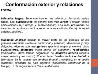 Conformación exterior y relaciones
FORMA:
Músculos largos: Se encuentran en los miembros, formando varias
capas. Los superficiales en general son más largos y cruzan varias
articulaciones (ej.: bíceps y semitendinoso). Los más profundos se
insertan por su dos extremidades en una sola articulación (ej.: braquial
anterior, poplíteo).
Músculos anchos: ocupan la mayor parte de las paredes de las
grandes cavidades (torácica, abdominal y pelviana). Aplanados y muy
delgados. Algunos son triangulares (pectoral mayor y menor), otros
cuadriláteros, acintados (recto mayor del abdomen), romboidales
(romboides). Otros forman segmentos de cilindros huecos (oblicuo
mayor, menor y transverso). Pueden tener bordes rectos o dentados
(serratos). En la cabeza son anchos (frontal y occipital), en el cuello
(cutáneo), alrededor del tubo digestivo (buccinador, constrictor de la
faringe). El diafragma separa tórax de abdomen.
 