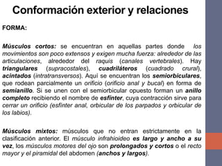 FORMA:
Músculos cortos: se encuentran en aquellas partes donde los
movimientos son poco extensos y exigen mucha fuerza: alrededor de las
articulaciones, alrededor del raquis (canales vertebrales). Hay
triangulares (supracostales), cuadriláteros (cuadrado crural),
acintados (intratransversos). Aquí se encuentran los semiorbiculares,
que rodean parcialmente un orificio (orificio anal y bucal) en forma de
semianillo. Si se unen con el semiorbicular opuesto forman un anillo
completo recibiendo el nombre de esfínter, cuya contracción sirve para
cerrar un orificio (esfínter anal, orbicular de los parpados y orbicular de
los labios).
Músculos mixtos: músculos que no entran estrictamente en la
clasificación anterior. El músculo infrahioideo es largo y ancho a su
vez, los músculos motores del ojo son prolongados y cortos o el recto
mayor y el piramidal del abdomen (anchos y largos).
Conformación exterior y relaciones
 