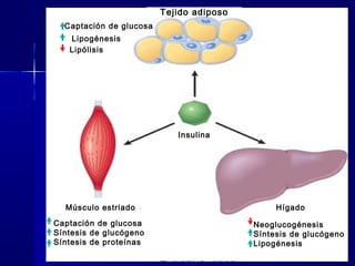 Tejido adiposo
Captación de glucosa
Lipogénesis
Lipólisis
Insulina
Músculo estriado Hígado
Captación de glucosa
Síntesis de glucógeno
Síntesis de proteínas
Neoglucogénesis
Síntesis de glucógeno
Lipogénesis
 