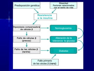 Predisposición genética
Obesidad
Factores relacionados
con el estilo de vida
Fallo primario
de las céulas β (raro)
Resistencia
a la insulina
Normoglucemia
Alteración de la
tolerancia la glucosa
Diabetes
Hiperplasia compensadora
de células β
Fallo de células β
(precoz)
Fallo de las células β
(tardía)
 