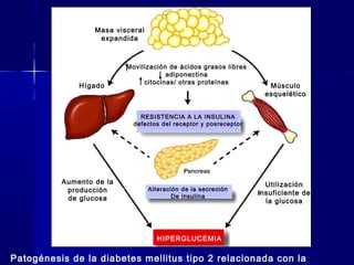 Patogénesis de la diabetes mellitus tipo 2 relacionada con la
Masa visceral
expandida
Movilización de ácidos grasos libres
adiponectina
citocinas/ otras proteínas
Hígado Músculo
esquelético
Aumento de la
producción
de glucosa
Utilización
insuficiente de
la glucosa
Alteración de la secreción
De insulina
RESISTENCIA A LA INSULINA
defectos del receptor y posreceptor
HIPERGLUCEMIA
 