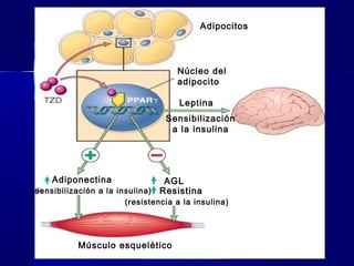 Adipocitos
Núcleo del
adipocito
Leptina
Sensibilización
a la insulina
AGL
Resistina
(resistencia a la insulina)
Adiponectina
(sensibilización a la insulina)
Músculo esquelético
 