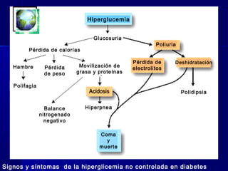 Signos y síntomas de la hiperglicemia no controlada en diabetes
Hambre
Polifagia
Pérdida
de peso
Movilización de
grasa y proteínas
Glucosuria
Pérdida de calorías
Balance
nitrogenado
negativo
Hiperpnea
Polidipsia
Pérdida de
electrolitos
Poliuria
Deshidratación
Coma
y
muerte
Hiperglucemia
 