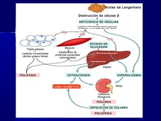 Islotes de Langerhans
Destrucción de células β
Tejido adiposo
Músculo
Hígado
Riñón
Cetonuria
Glucosuria
Lipólisis incrementada
(ácidos grasos libres)
Catabolismo de
proteínas aumentado
(aminoácidos)
DEFICIENCIA DE INSULINA
EXCESO DE
GLUCAGON
CETOACIDOSIS HIPERGLICEMIA
DEPELECION DE VOLUMEN
POLIFAGIA
POLIURIA
POLIDIPSIA
COMA DIABETICO
 