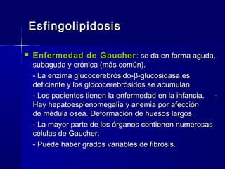 EsfingolipidosisEsfingolipidosis
 Enfermedad de GaucherEnfermedad de Gaucher :: se da en forma aguda,se da en forma aguda,
subaguda y crónica (más común).subaguda y crónica (más común).
- La enzima glucocerebrósido-- La enzima glucocerebrósido-ββ-glucosidasa es-glucosidasa es
deficiente y los glococerebrósidos se acumulan.deficiente y los glococerebrósidos se acumulan.
- Los pacientes tienen la enfermedad en la infancia. -- Los pacientes tienen la enfermedad en la infancia. -
Hay hepatoesplenomegalia y anemia por afecciónHay hepatoesplenomegalia y anemia por afección
de médula ósea. Deformación de huesos largos.de médula ósea. Deformación de huesos largos.
- La mayor parte de los órganos contienen numerosas- La mayor parte de los órganos contienen numerosas
células de Gaucher.células de Gaucher.
- Puede haber grados variables de fibrosis.- Puede haber grados variables de fibrosis.
 