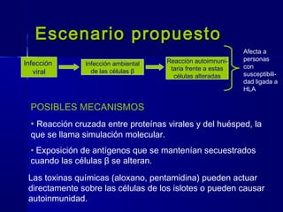 Escenario propuestoEscenario propuesto
Infección
viral
Infección ambiental
de las células β
Reacción autoimnuni-
taria frente a estas
células alteradas
Afecta a
personas
con
susceptibili-
dad ligada a
HLA
POSIBLES MECANISMOS
• Reacción cruzada entre proteínas virales y del huésped, la
que se llama simulación molecular.
• Exposición de antígenos que se mantenían secuestrados
cuando las células β se alteran.
Las toxinas químicas (aloxano, pentamidina) pueden actuar
directamente sobre las células de los islotes o pueden causar
autoinmunidad.
 