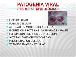    LISIS CELULAR
   FUSION CELULAR
   ALTERACION MORFOLOGIA CELULAR
   EXPRESION PROTEINAS Y ANTIGENOS VIRALES
   FORMACION CUERPOS DE INCLUSION
   ALTERACIONES CROMOSOMICAS
   PROLIFERACION CELULAR
   TRANSFORMACION CELULAR
 