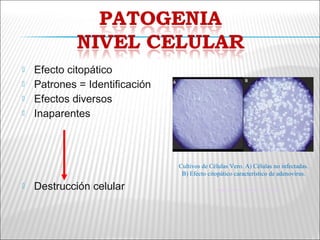    Efecto citopático
   Patrones = Identificación
   Efectos diversos
   Inaparentes



                                Cultivos de Células Vero. A) Células no infectadas.
                                 B) Efecto citopático característico de adenovirus.

   Destrucción celular                       scielo.isciii.es/.../aseo/v81n7/f05-02.jpg
 