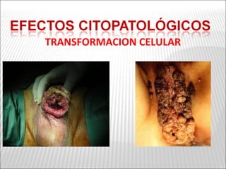 TRANSFORMACION CELULAR
 