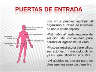 Los virus pueden ingresar al
organismo a través de infección
de uno o varios tejidos:
-Piel habitualmente requiere de
solución de continuidad para
permitir el ingreso de un virus.
-Mucosa respiratoria tiene cilios,
secreciones, inmunoglobulinas
y ENZ. que dificultan ads. Viral.
-pH gástrico es barrera para los
virus que ingresan vía digestiva.
 