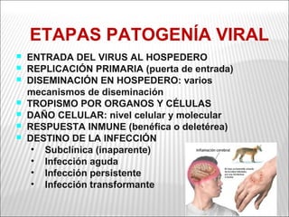 ETAPAS PATOGENÍA VIRAL
   ENTRADA DEL VIRUS AL HOSPEDERO
   REPLICACIÓN PRIMARIA (puerta de entrada)
   DISEMINACIÓN EN HOSPEDERO: varios
    mecanismos de diseminación
   TROPISMO POR ORGANOS Y CÉLULAS
   DAÑO CELULAR: nivel celular y molecular
   RESPUESTA INMUNE (benéfica o deletérea)
   DESTINO DE LA INFECCIÓN
     • Subclínica (inaparente)
     • Infección aguda
     • Infección persistente
     • Infección transformante
 