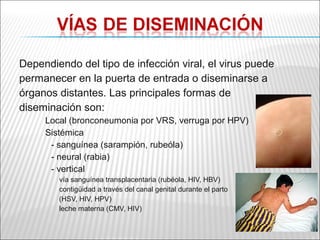 Dependiendo del tipo de infección viral, el virus puede
permanecer en la puerta de entrada o diseminarse a
órganos distantes. Las principales formas de
diseminación son:
     Local (bronconeumonia por VRS, verruga por HPV)
     Sistémica
      - sanguínea (sarampión, rubeóla)
      - neural (rabia)
      - vertical
        vía sanguínea transplacentaria (rubéola, HIV, HBV)
        contigüidad a través del canal genital durante el parto
        (HSV, HIV, HPV)
        leche materna (CMV, HIV)
 