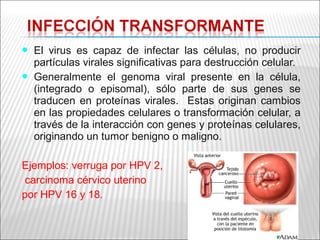    El virus es capaz de infectar las células, no producir
    partículas virales significativas para destrucción celular.
   Generalmente el genoma viral presente en la célula,
    (integrado o episomal), sólo parte de sus genes se
    traducen en proteínas virales. Estas originan cambios
    en las propiedades celulares o transformación celular, a
    través de la interacción con genes y proteínas celulares,
    originando un tumor benigno o maligno.

Ejemplos: verruga por HPV 2,
 carcinoma cérvico uterino
por HPV 16 y 18.
 