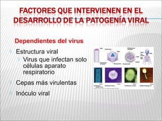 Dependientes del virus
   Estructura viral
     Virus que infectan solo
      células aparato
      respiratorio
   Cepas más virulentas
   Inóculo viral
                                http://blogs.ipswitch.com/archives/viruses%202.jpg
 