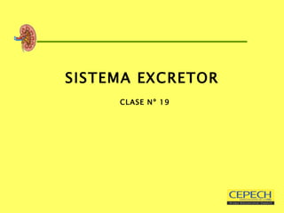 SISTEMA EXCRETOR   CLASE Nº 19 