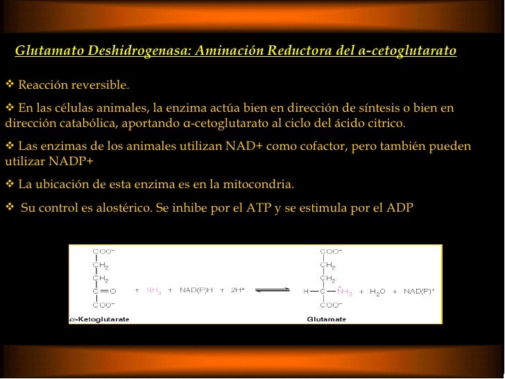 Que es higado metabolismo ?