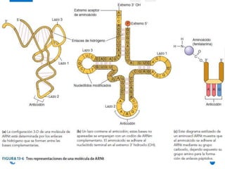 Clase 1 ADN y ARN.pptx
