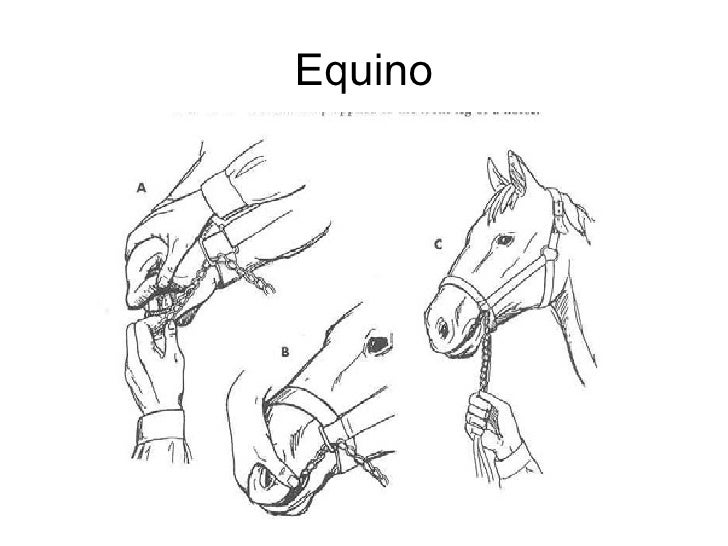Metodos De Sujecion En Equinos Pdf