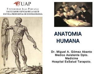 ANATOMIAANATOMIA
HUMANAHUMANA
Dr. Miguel A. Gómez Abanto
Medico Asistente Dpto.
Medicina
Hospital EsSalud Tarapoto.
 