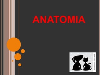 ANATOMIA
 