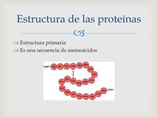 Estructura primaria <br />Es una secuencia de aminoácidos<br />Estructura de las proteínas<br />