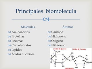 Principales  biomolecula<br />Moléculas <br />Aminoácidos<br />Proteínas <br />Enzimas<br />Carbohidratos<br />Lípidos<br ...