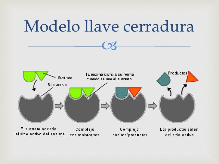 Tema 1 Generalidades de bioquimica, aminoacidos proteinas